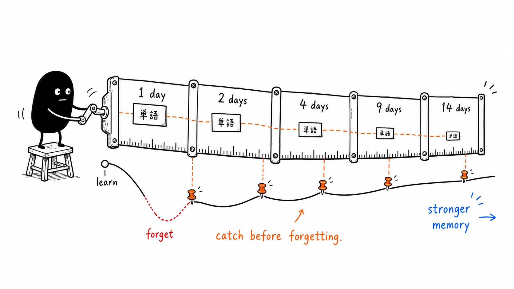 Leitner review intervals stretch from daily review to longer gaps before forgetting